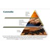 CANNELLA