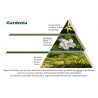 GARDENIA