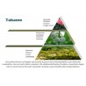 TABACCO